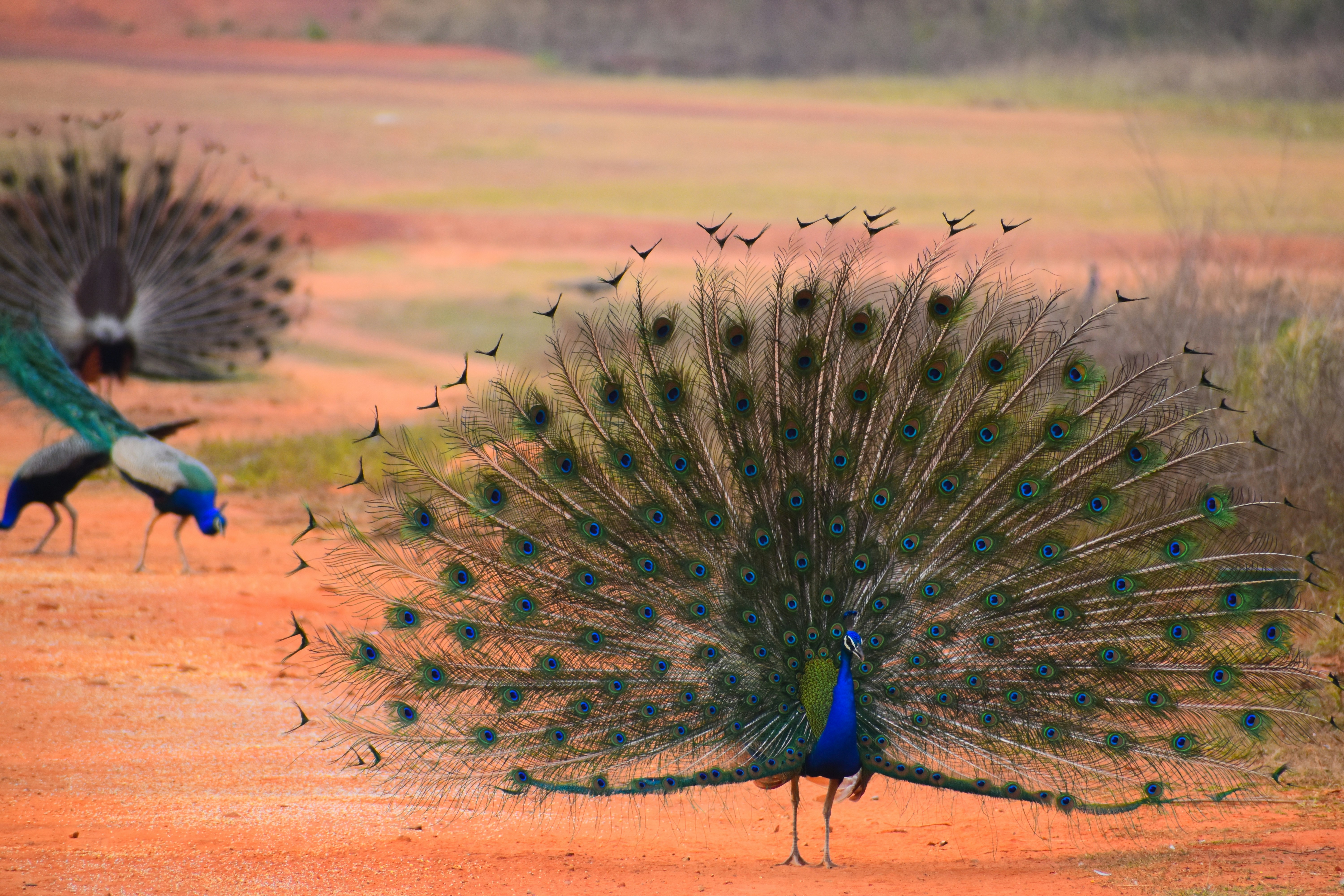 Gujarat Wildlife Tourism Overview